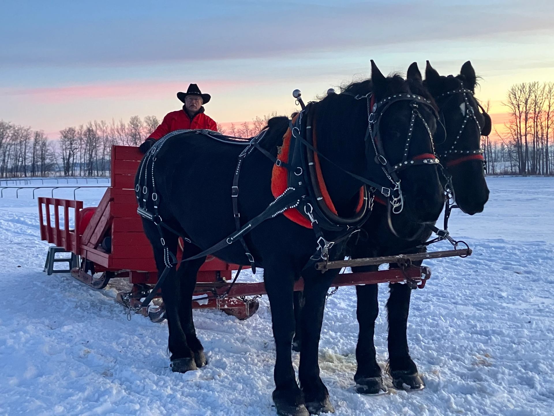Two black horses pull a red sleigh across a snowy field at sunset.