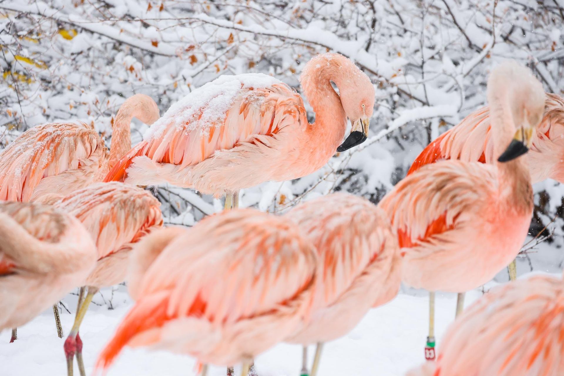Pink flamingos standing in a snowy winter landscape.