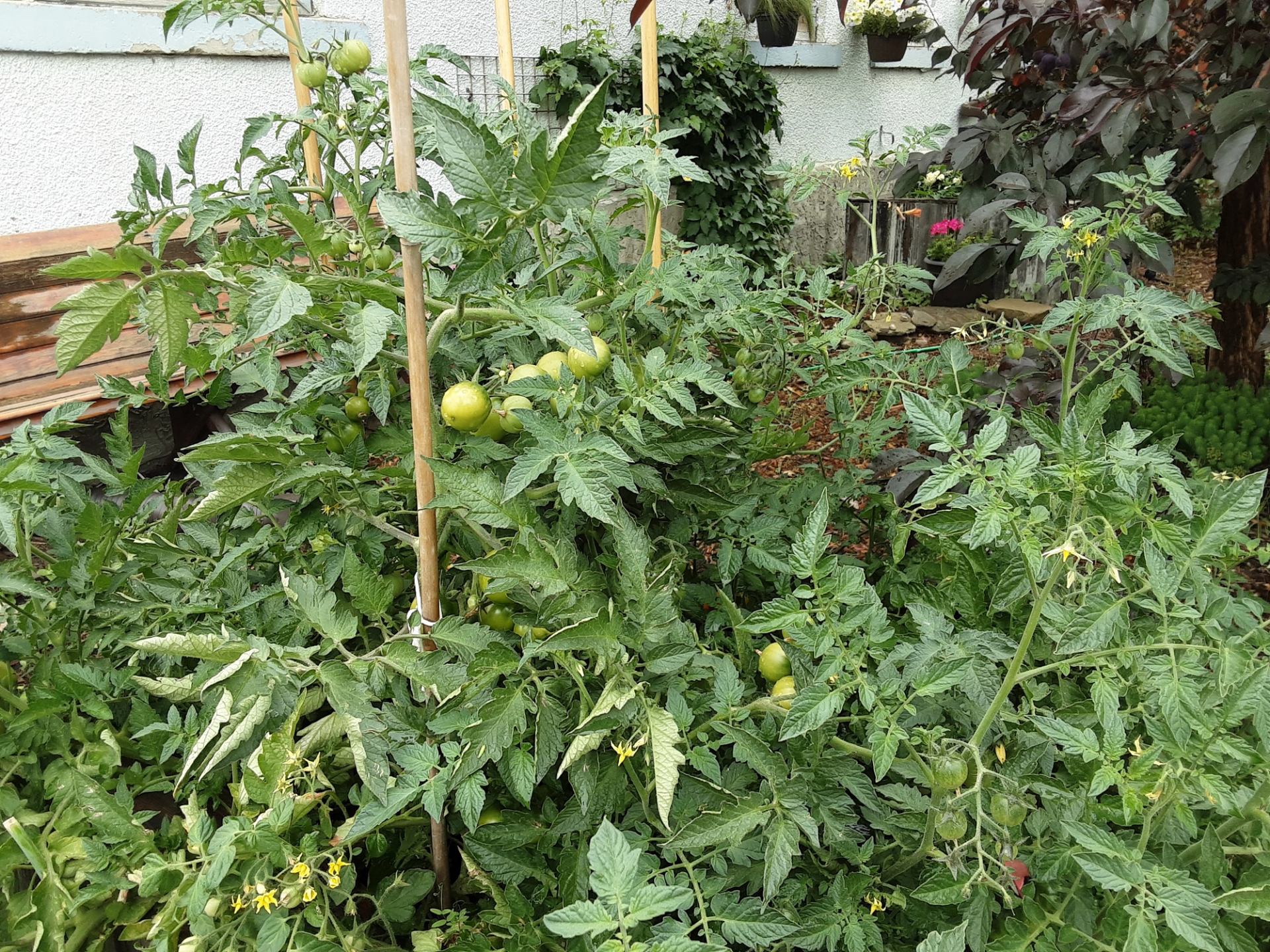 In this photo we show our heritage tomatoes.