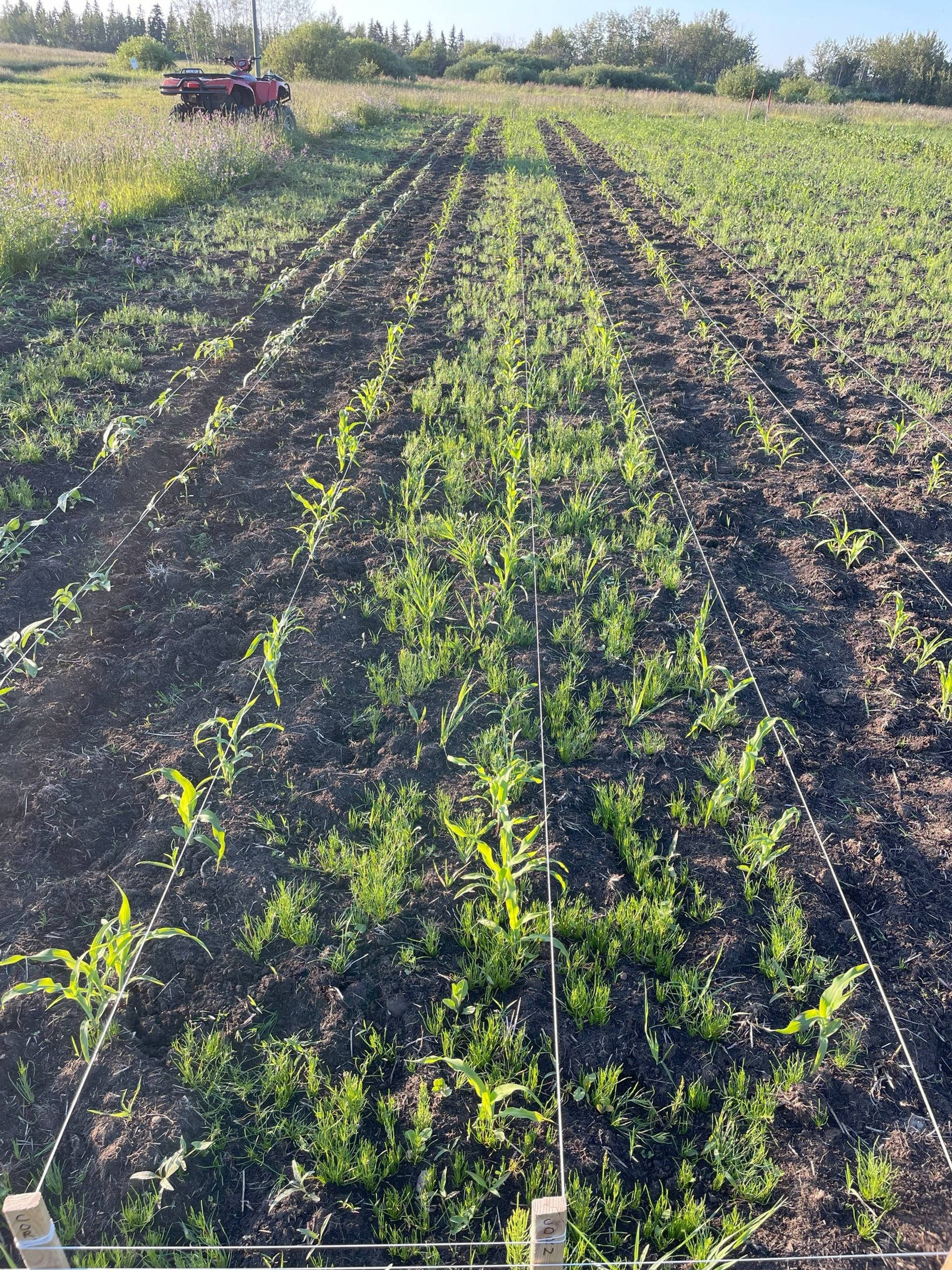 Field research plot with young crops in string-marked rows and distant red ATV.