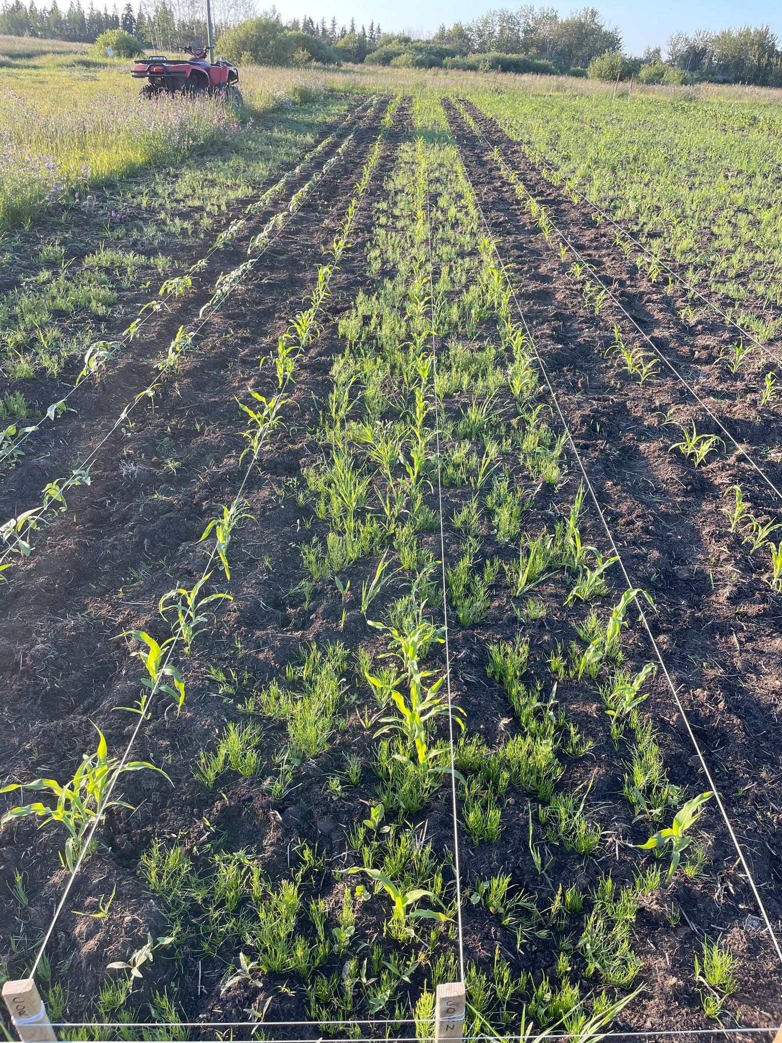 Field research plot with young crops in string-marked rows and distant red ATV.
