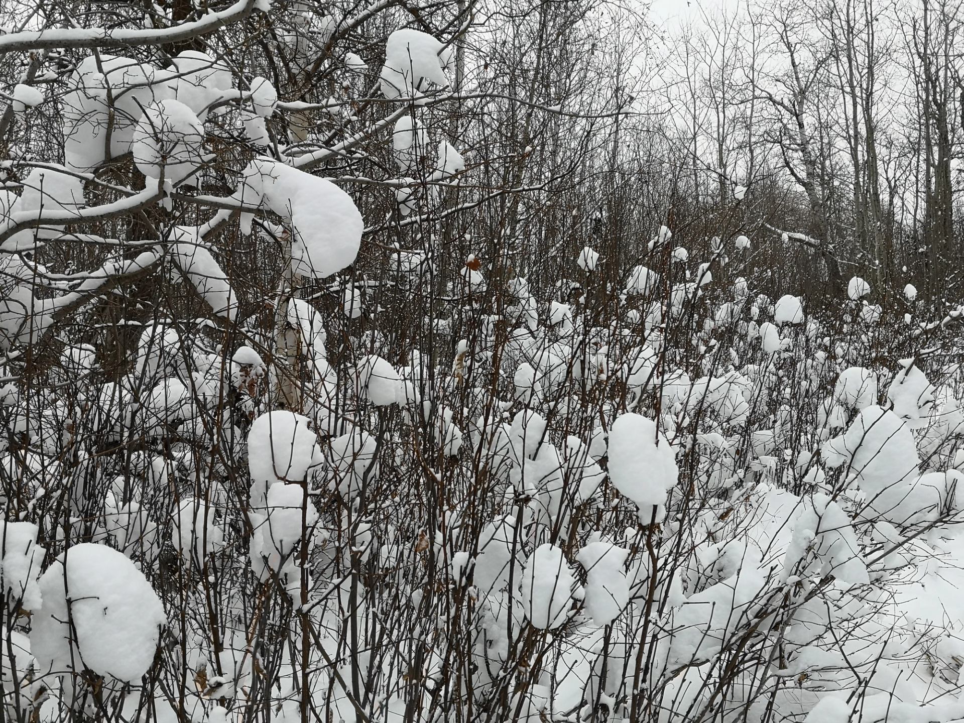 Fluffy snow on trees and bushes.