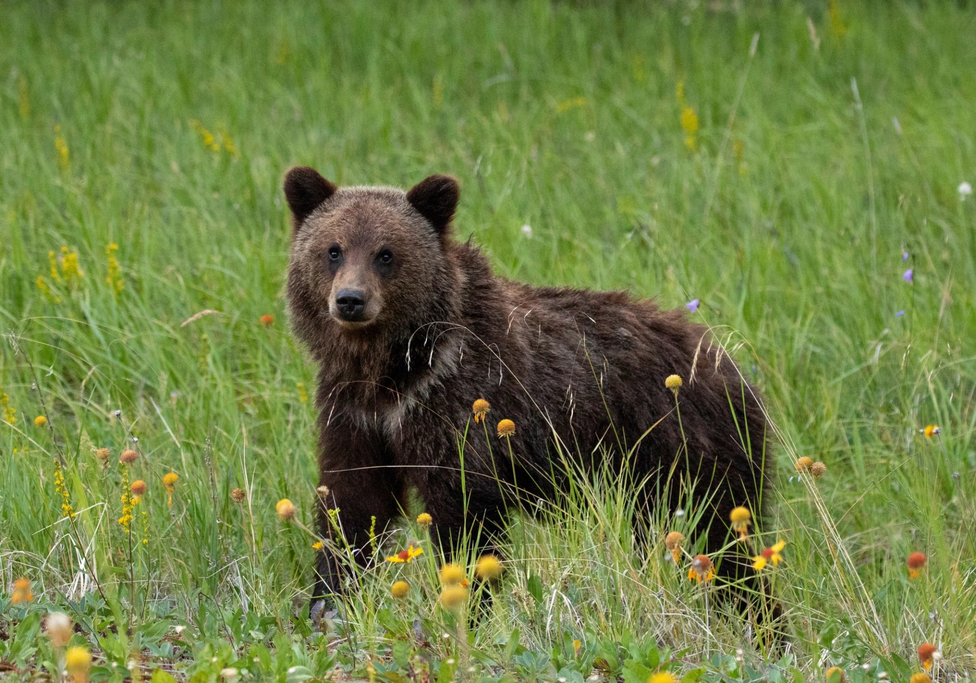 Young bear standing in a grassy meadow with wildflowers at Jasper Adventure Centre.