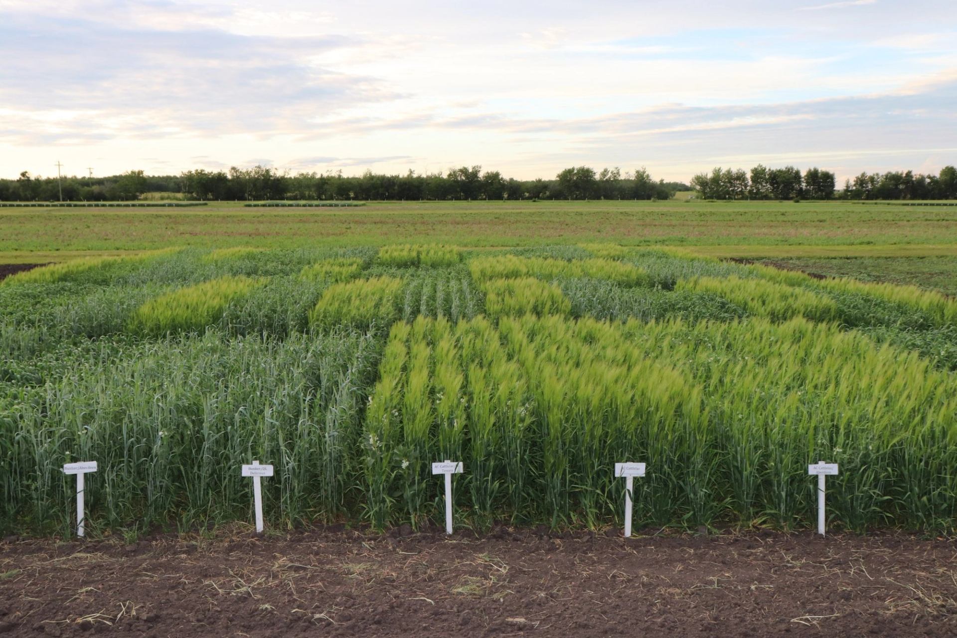 Experimental crop plots with labelled rows of green grain plants in a flat field.