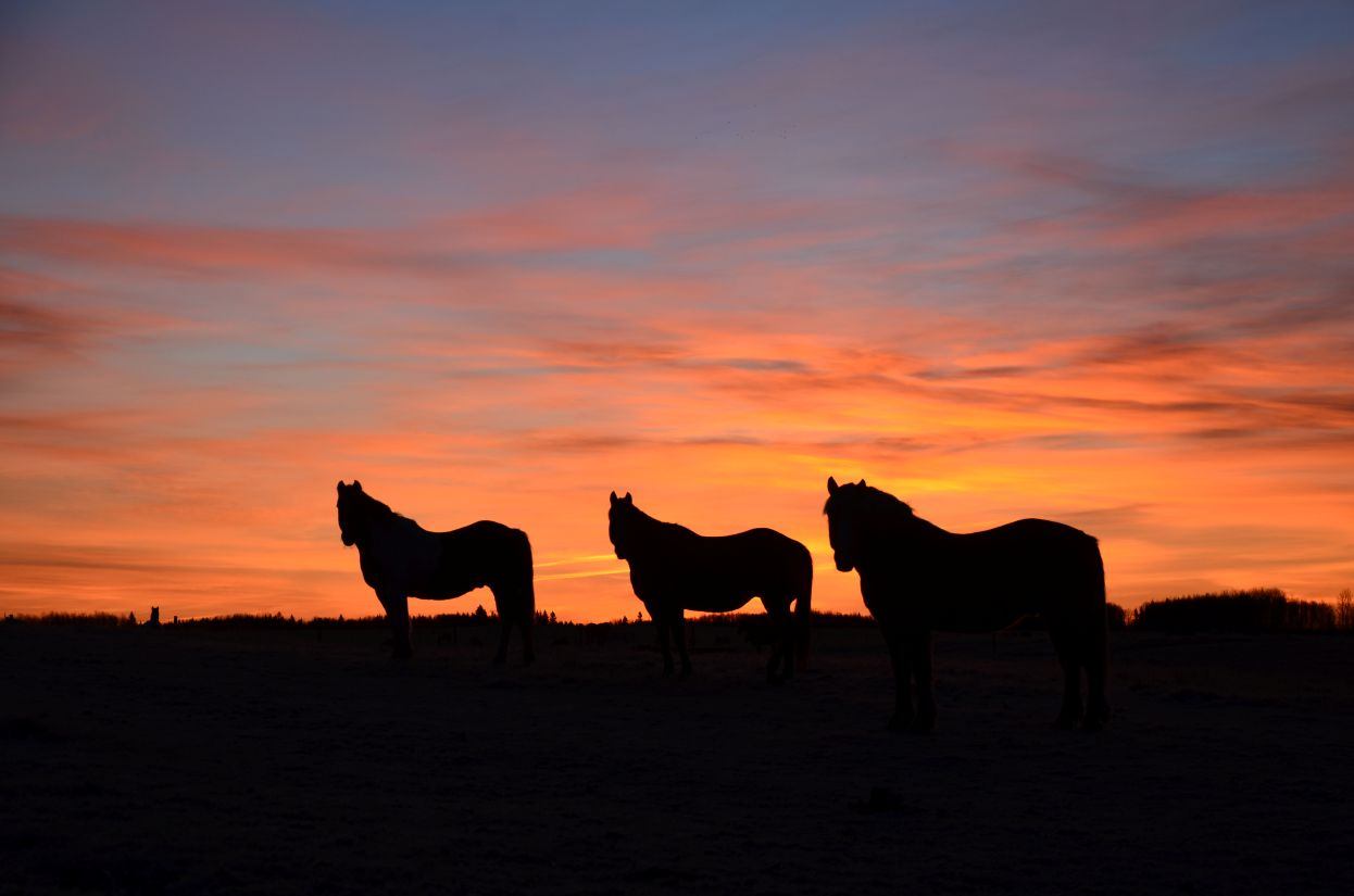 Three horses with a sunset behind them