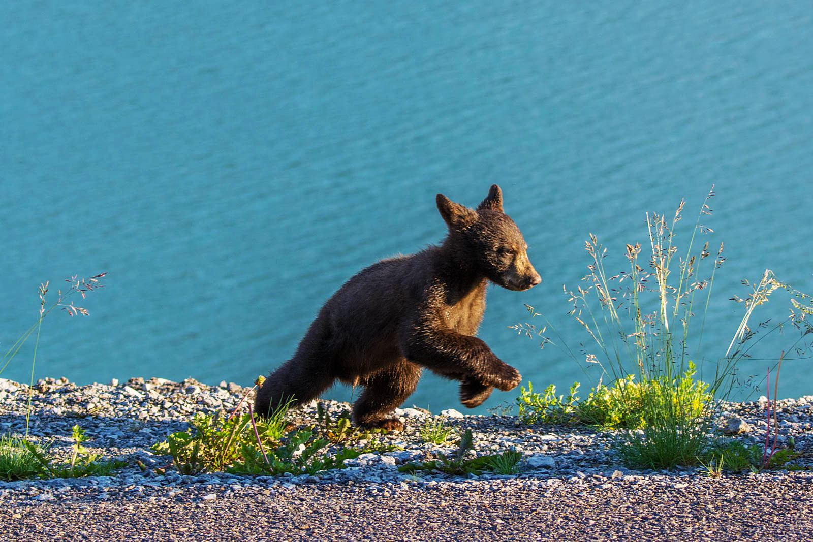 A bear cub running along the shoreline
