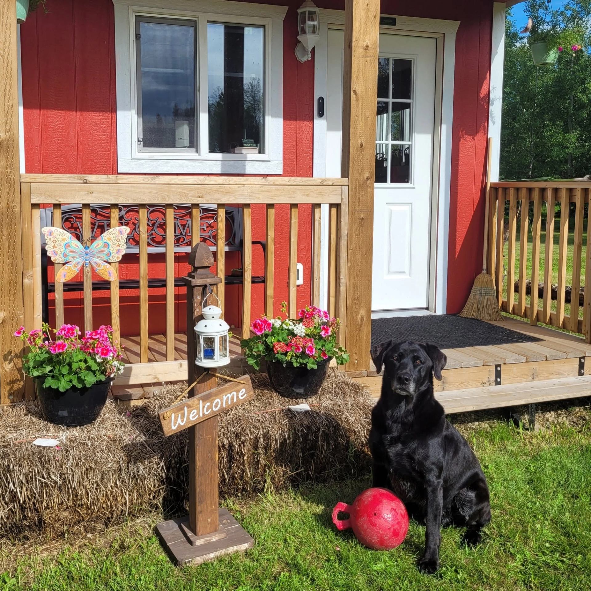 A black dog sits on green grass beside a red farmhouse porch decorated with flowers and a welcome si