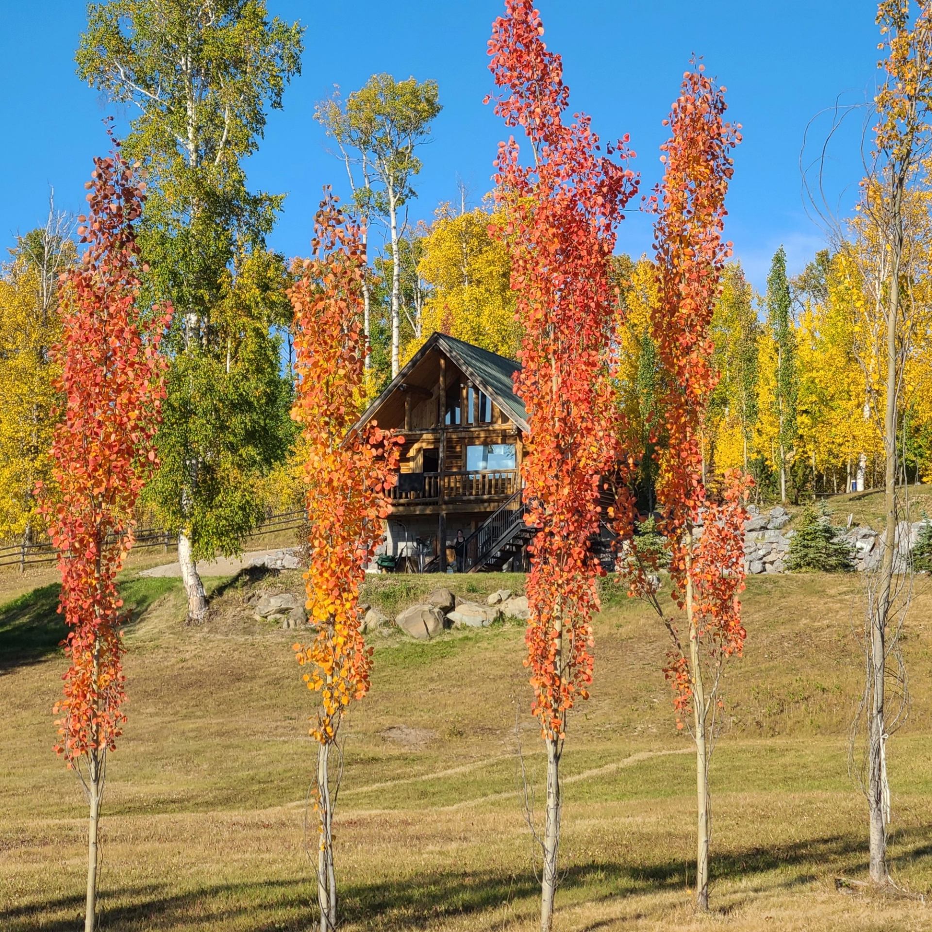 Chip's Cabin in the Fall