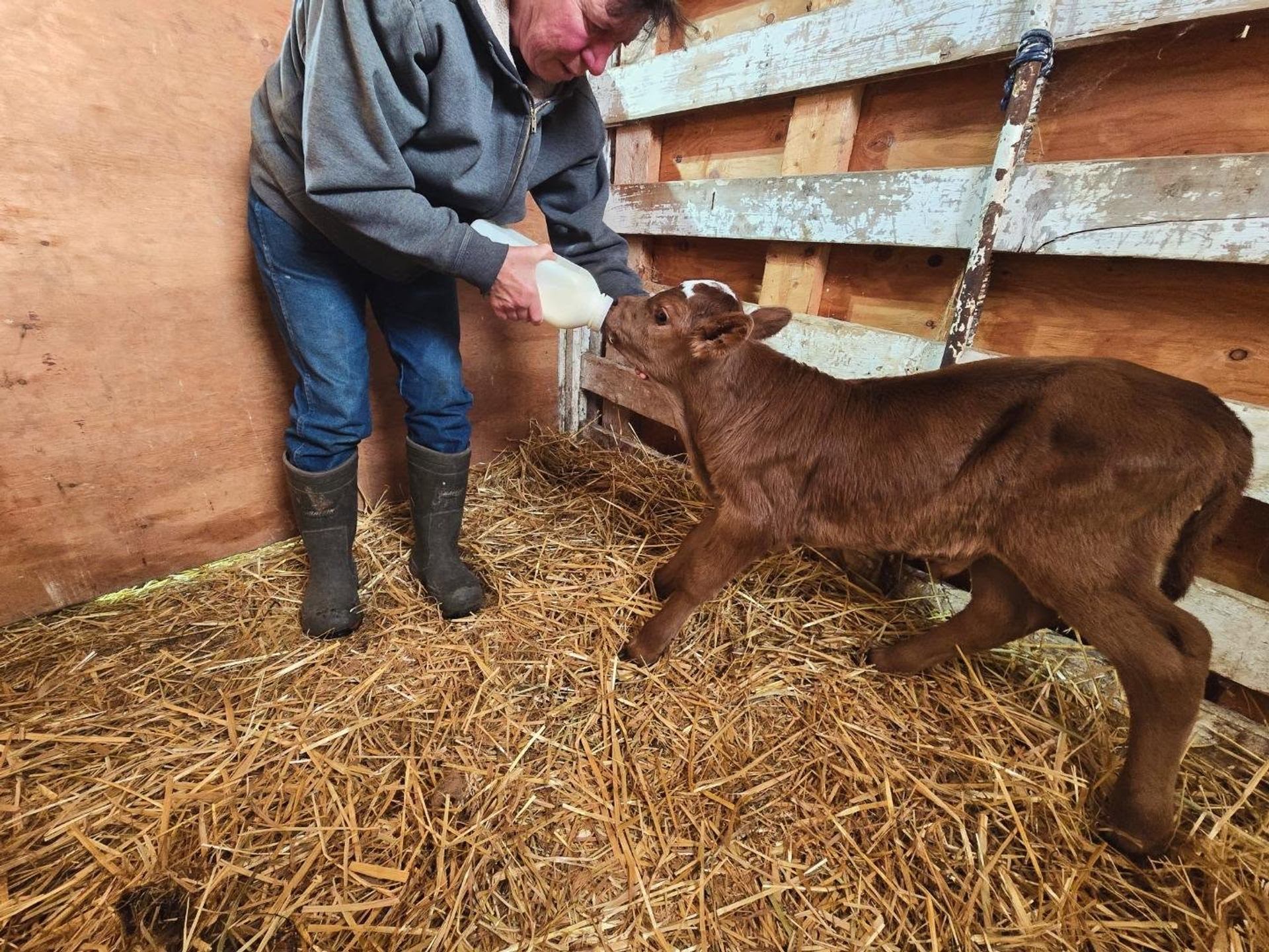 Person in rubber boots bottle-feeding a brown calf in a straw-covered wooden stall.