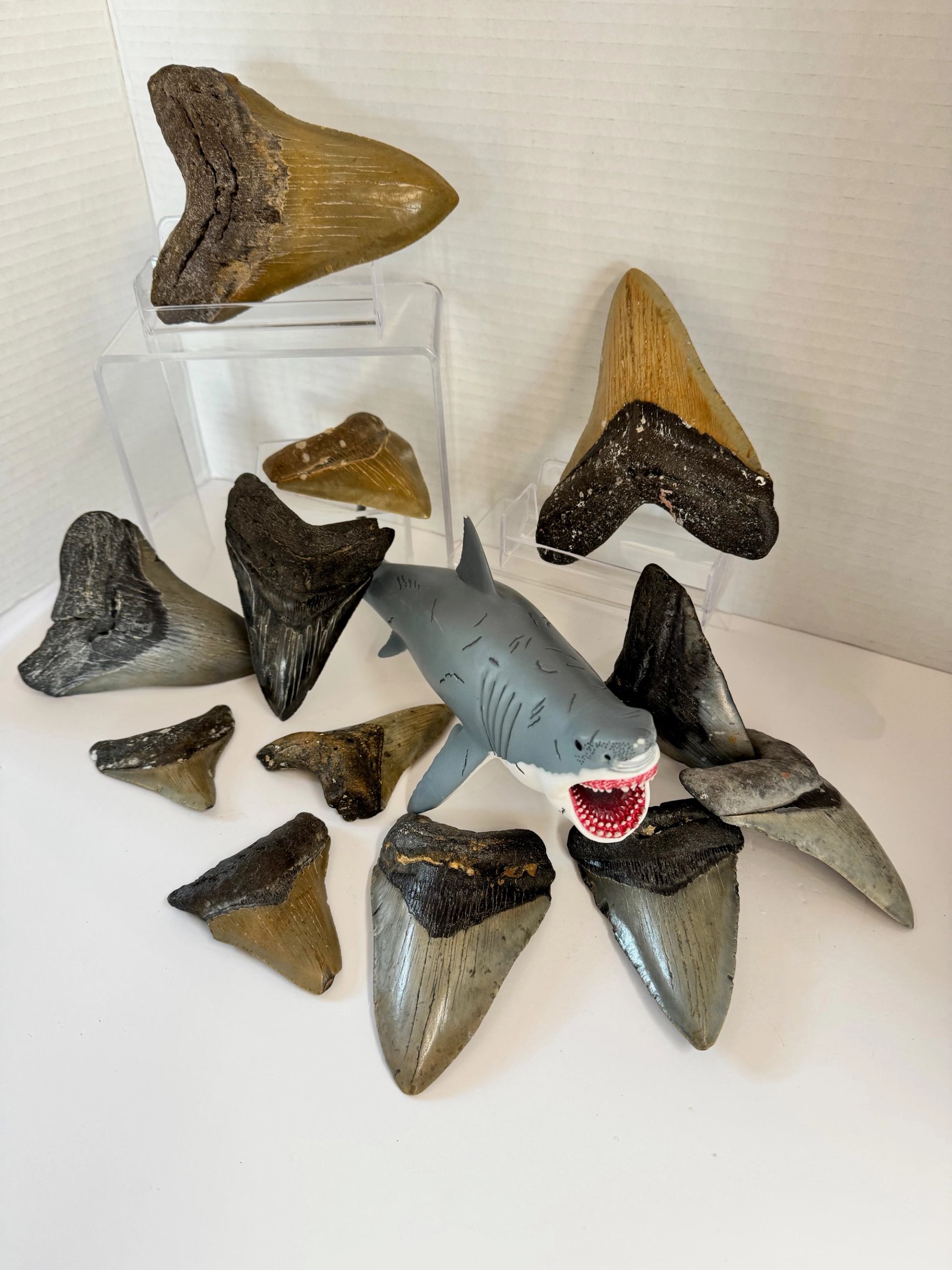 Group of large and small fossilized shark teeth arranged around a toy shark on a white display.