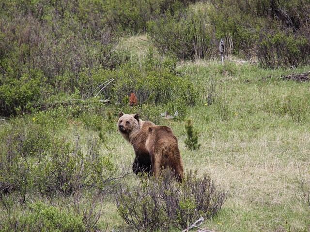 Grizzly bear stands in a grassy clearing surrounded by shrubs and trees.