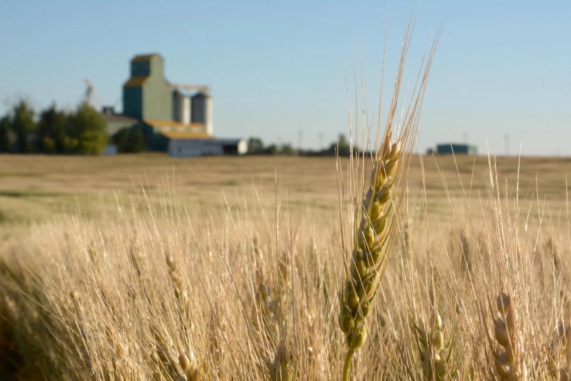 A field of wheat with a grain elevator in the background.