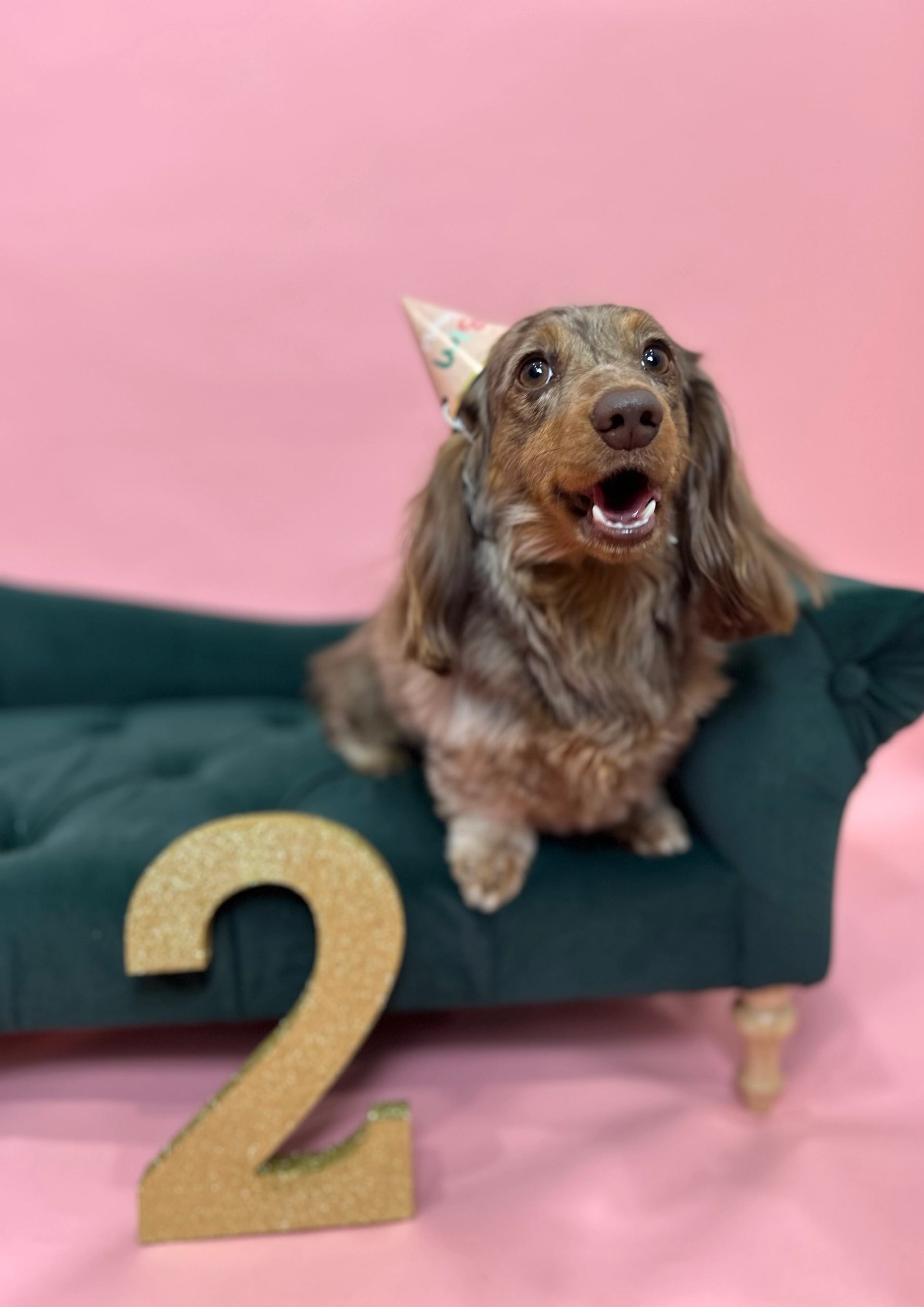 Dog on green bench with pink background and number 2 on floor at Fantasia Dog Daycare.