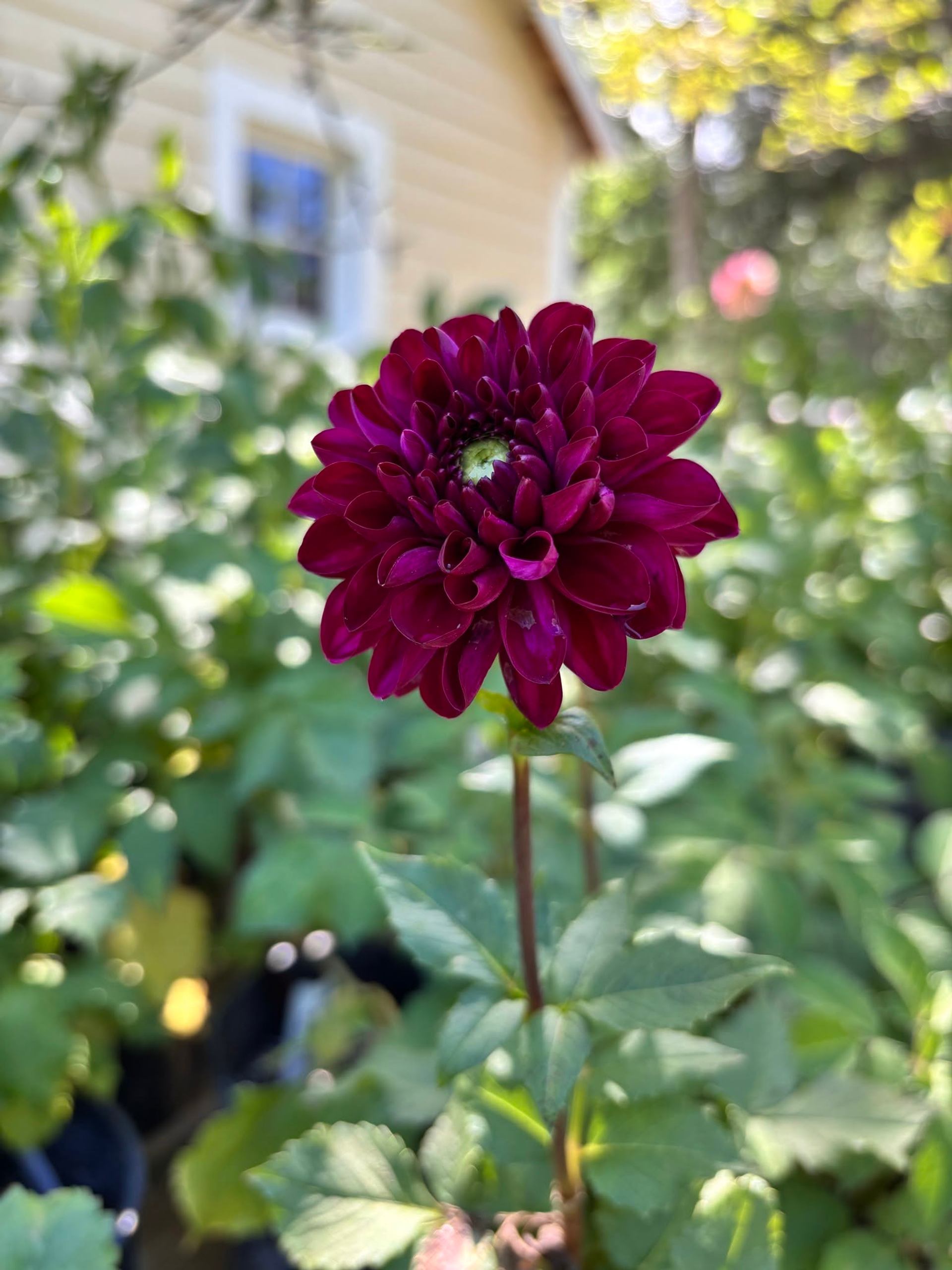 A deep burgundy dahlia flower blooms among green foliage with a garden building softly blurred.
