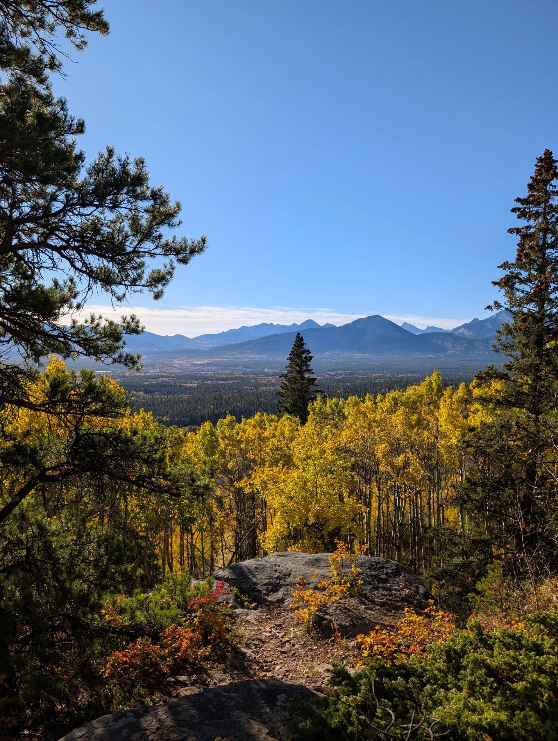 Mountain range beyond forest of yellow-leaved trees, framed by evergreens under clear sky.
