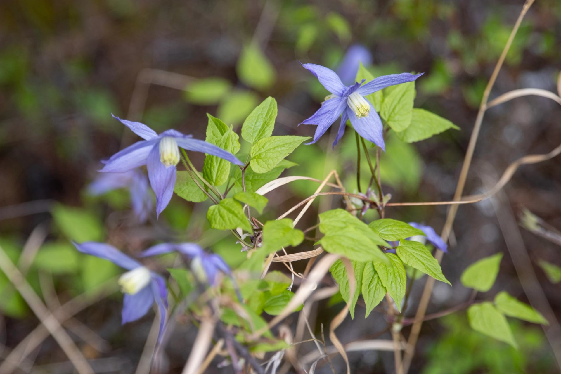 Purple wildflowers with drooping petals grow among bright green leaves and dry stems.