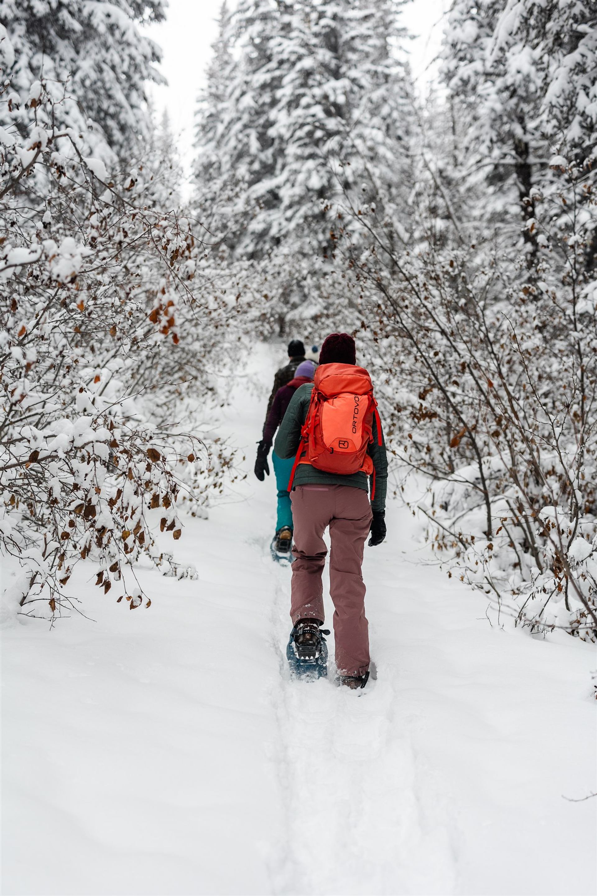 Two people snowshoe along a snowy trail surrounded by trees near Athabasca Lookout.