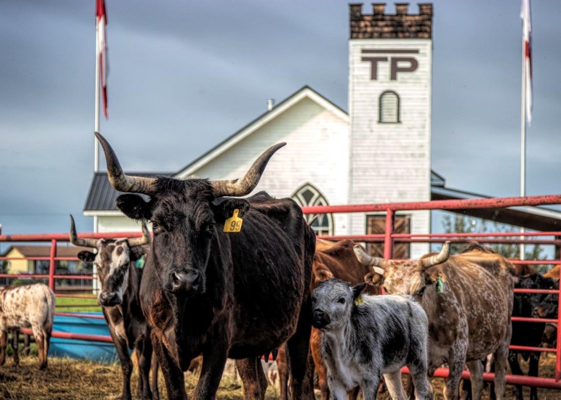 Longhorn cattle and calves stand in a red corral beside a white barn with TP sign.