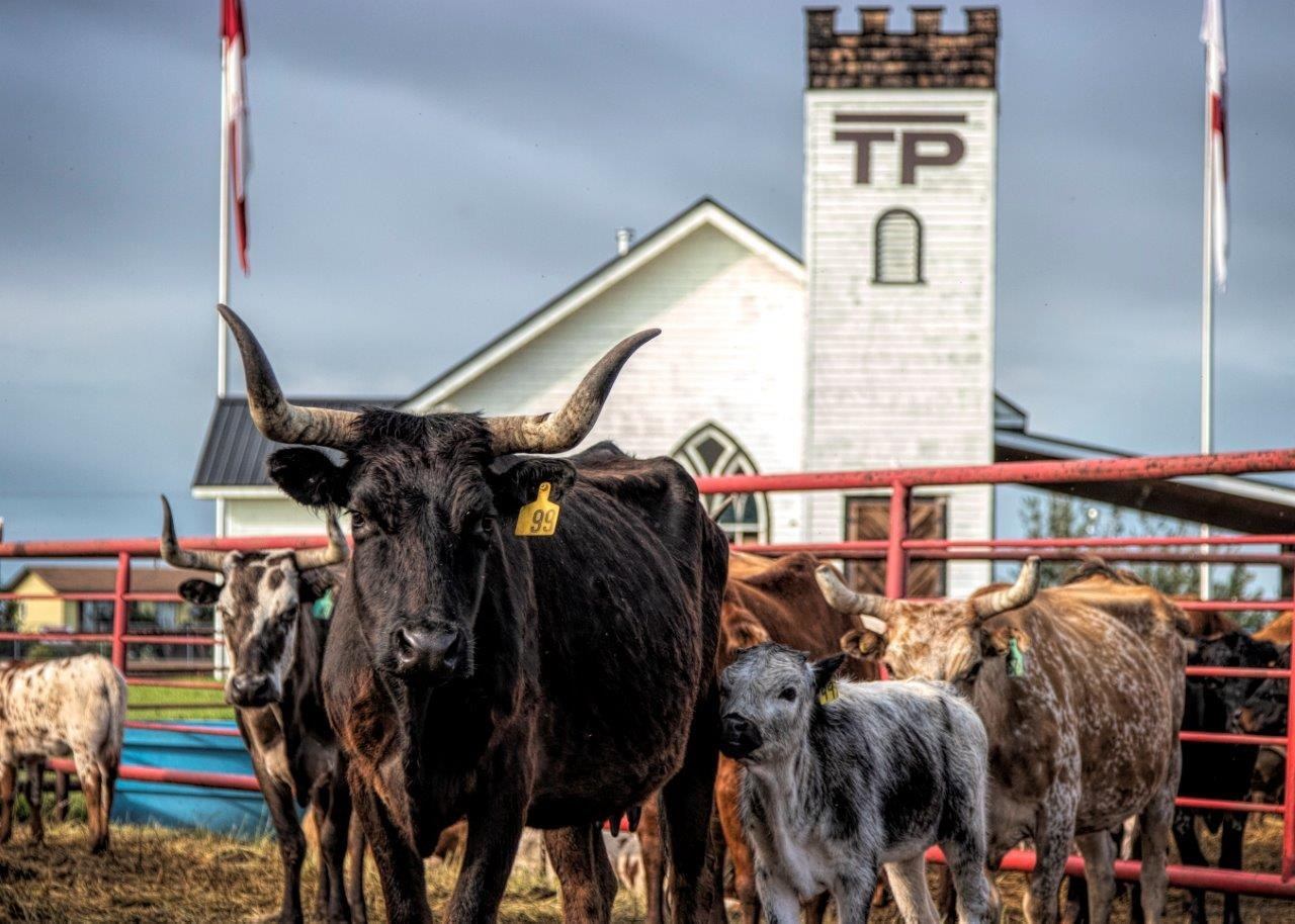 Longhorn cattle and calves stand in a red corral beside a white barn with TP sign.