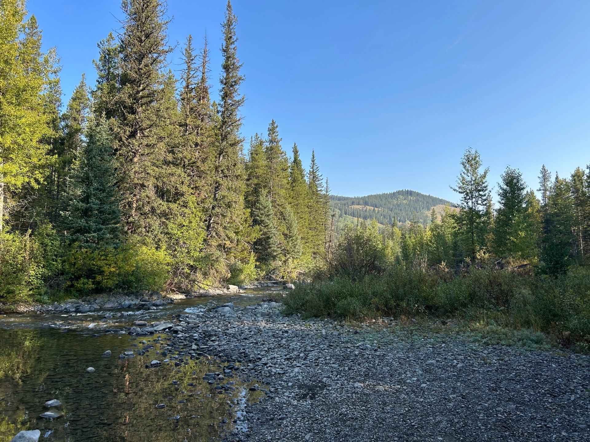 A shallow creek flowing beside dense evergreens with hills in the distance.