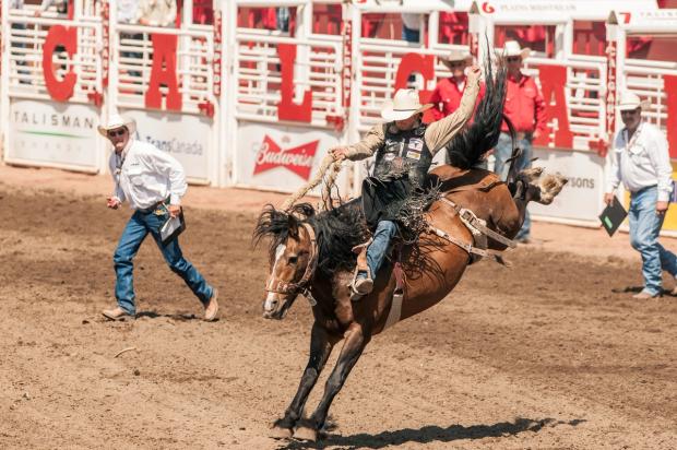 Participant during Saddlebronc event at the Calgary Stampede.