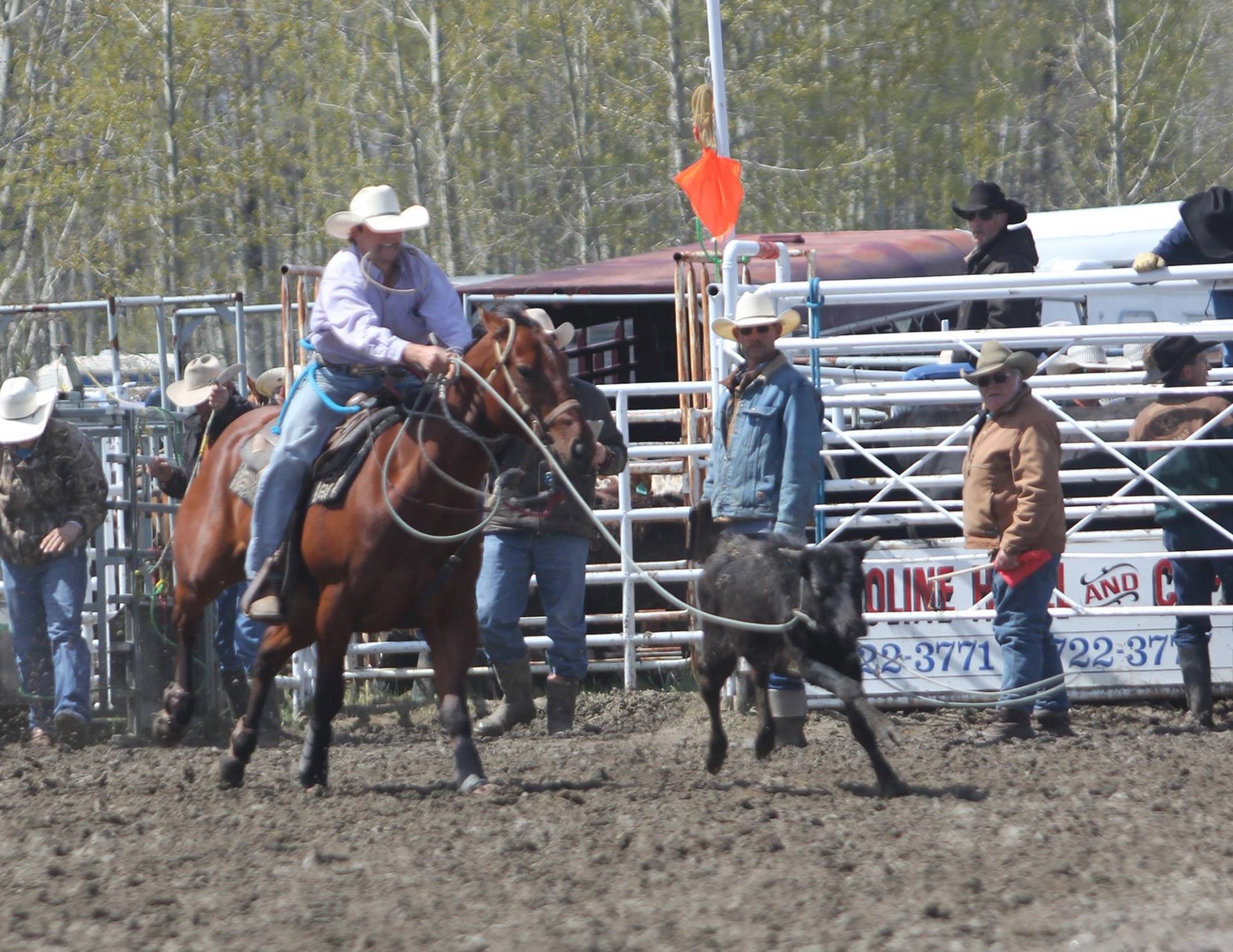 A man on his horse roping a calf