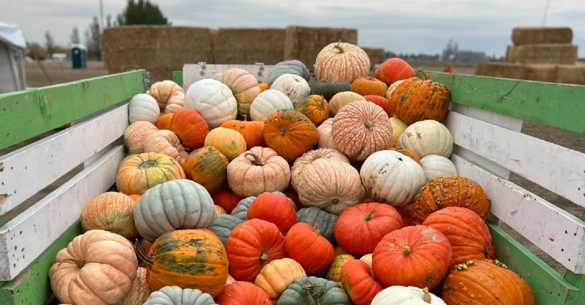 Wooden cart filled with colorful pumpkins and gourds at a farm.