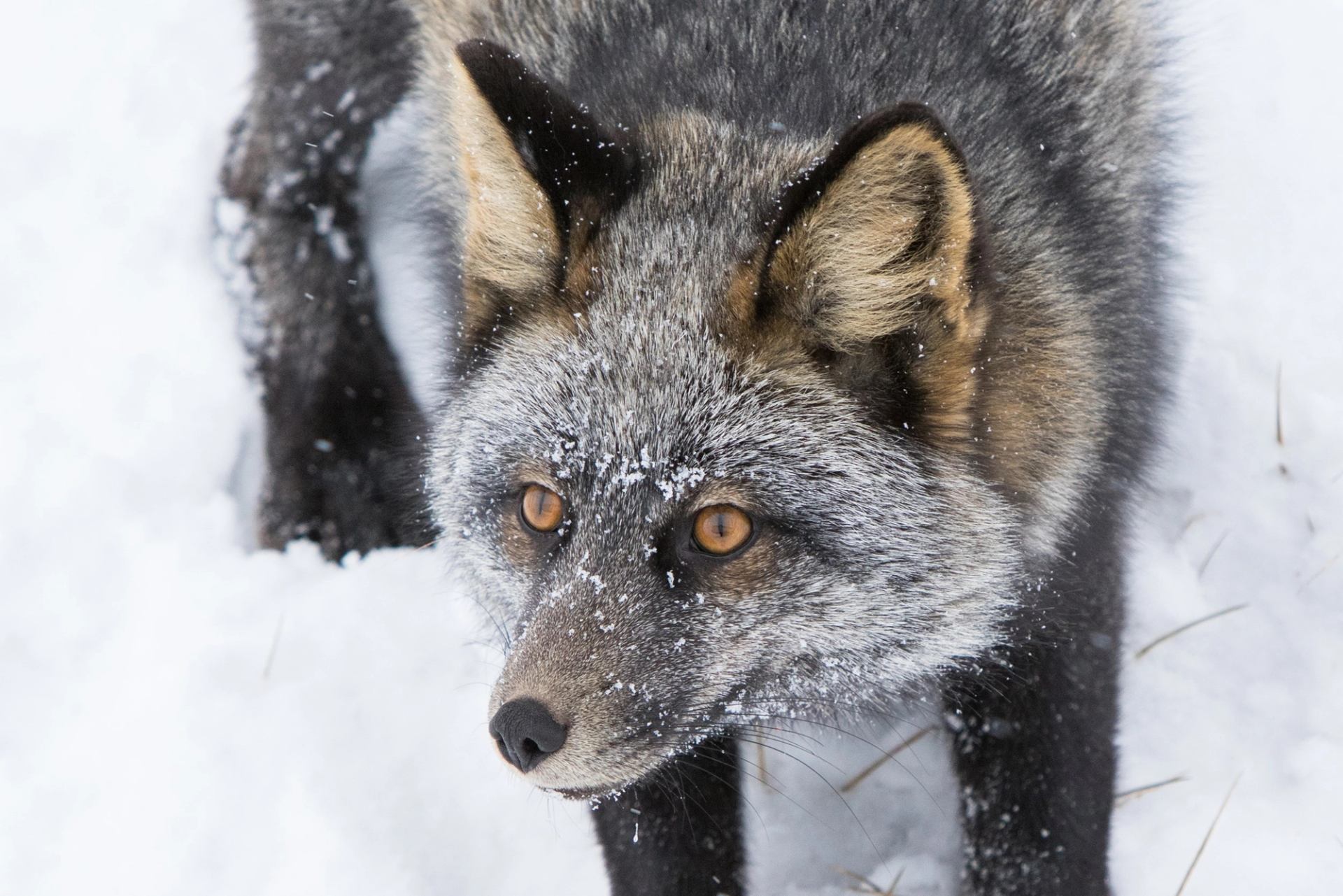 A close-up of a fox with a snowy face, walking through the snow-covered ground.
