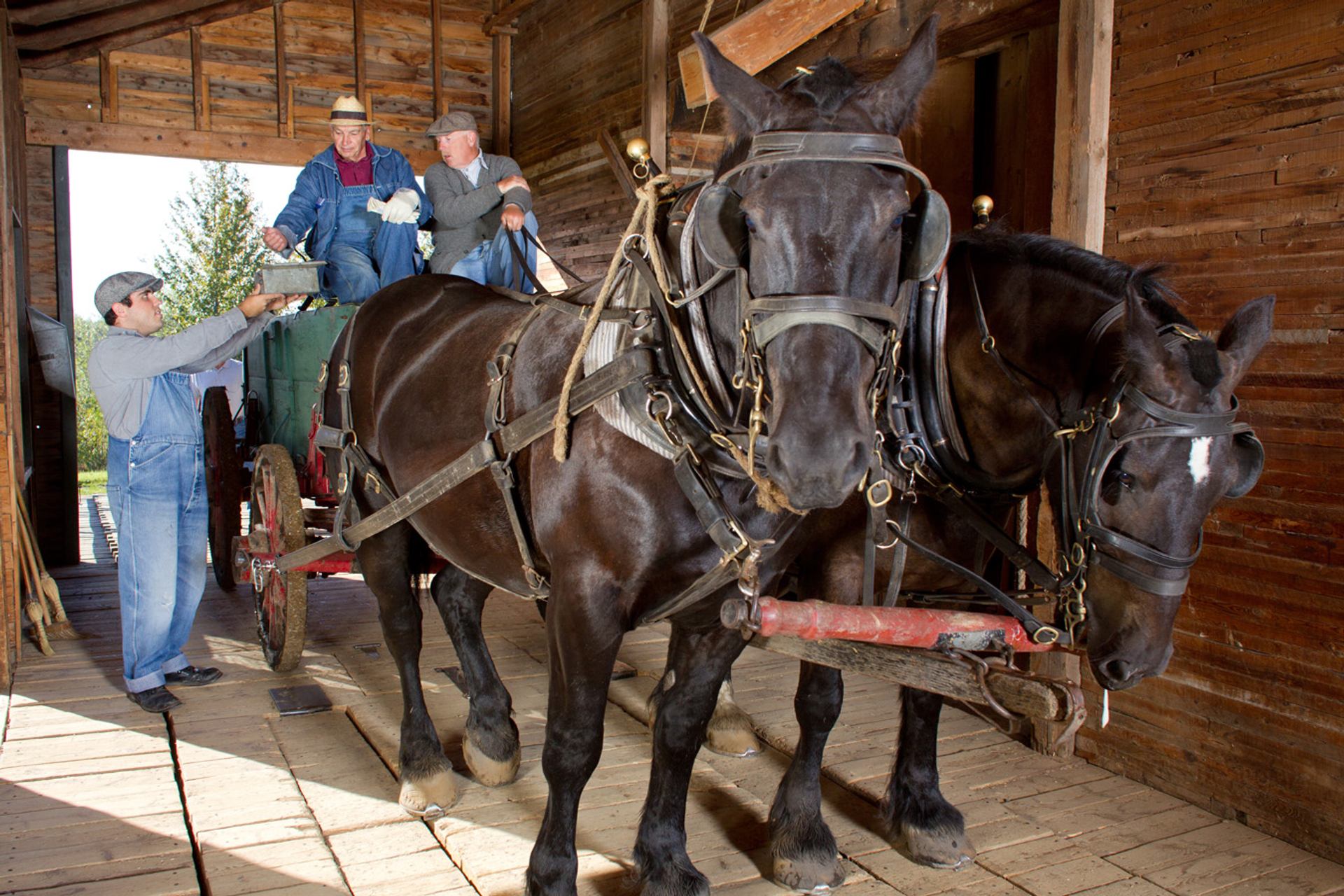 Two harnessed horses pull historic farm equipment inside a wooden barn during a traditional farming demonstration.