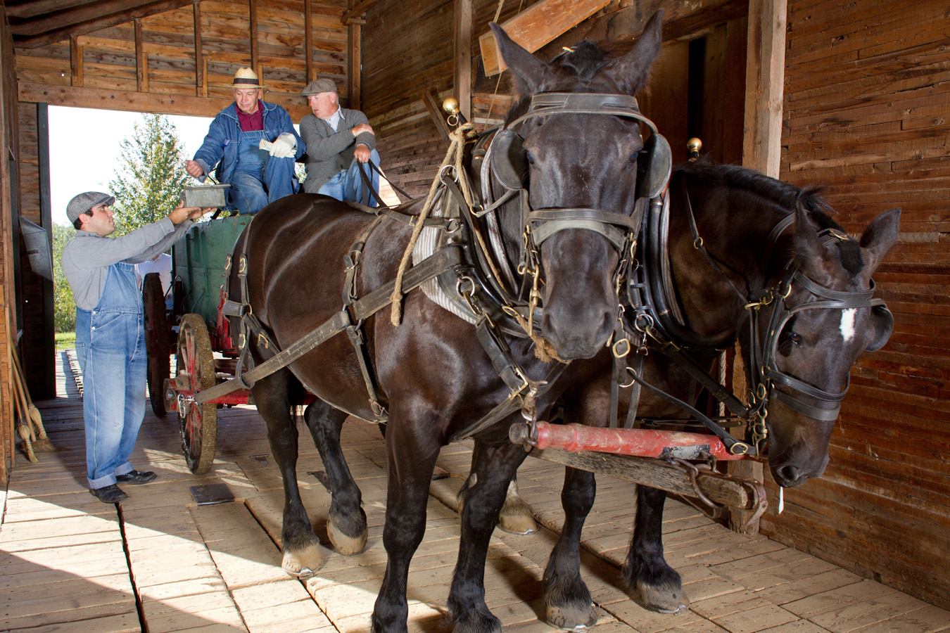 Two harnessed horses pull historic farm equipment inside a wooden barn during a traditional farming demonstration.