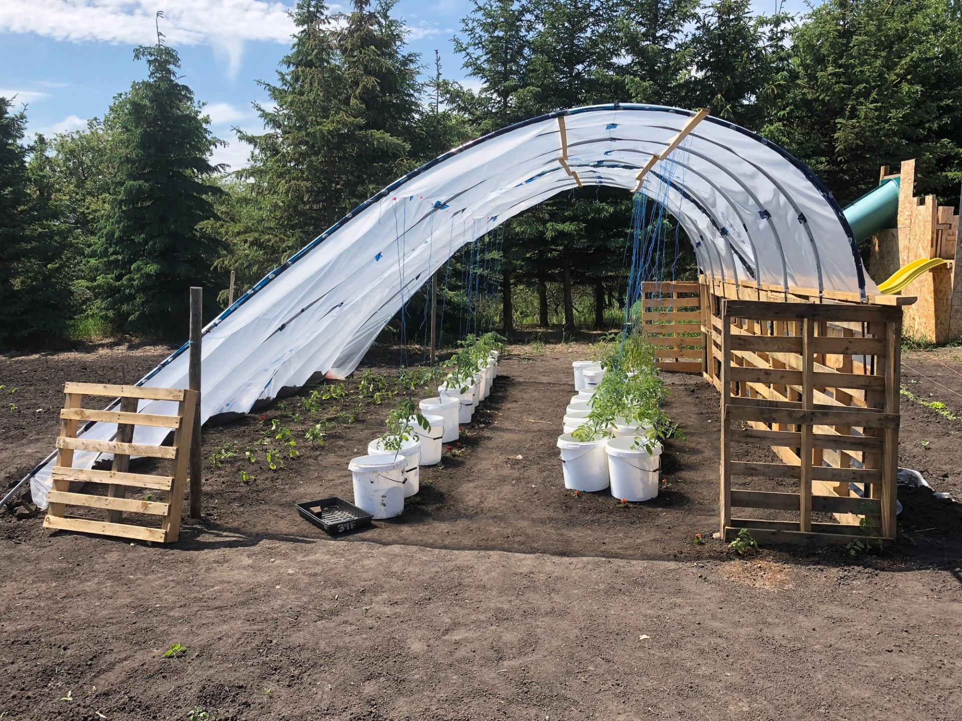 DIY hoop house greenhouse with bucket plants and seedlings in tilled garden plot.