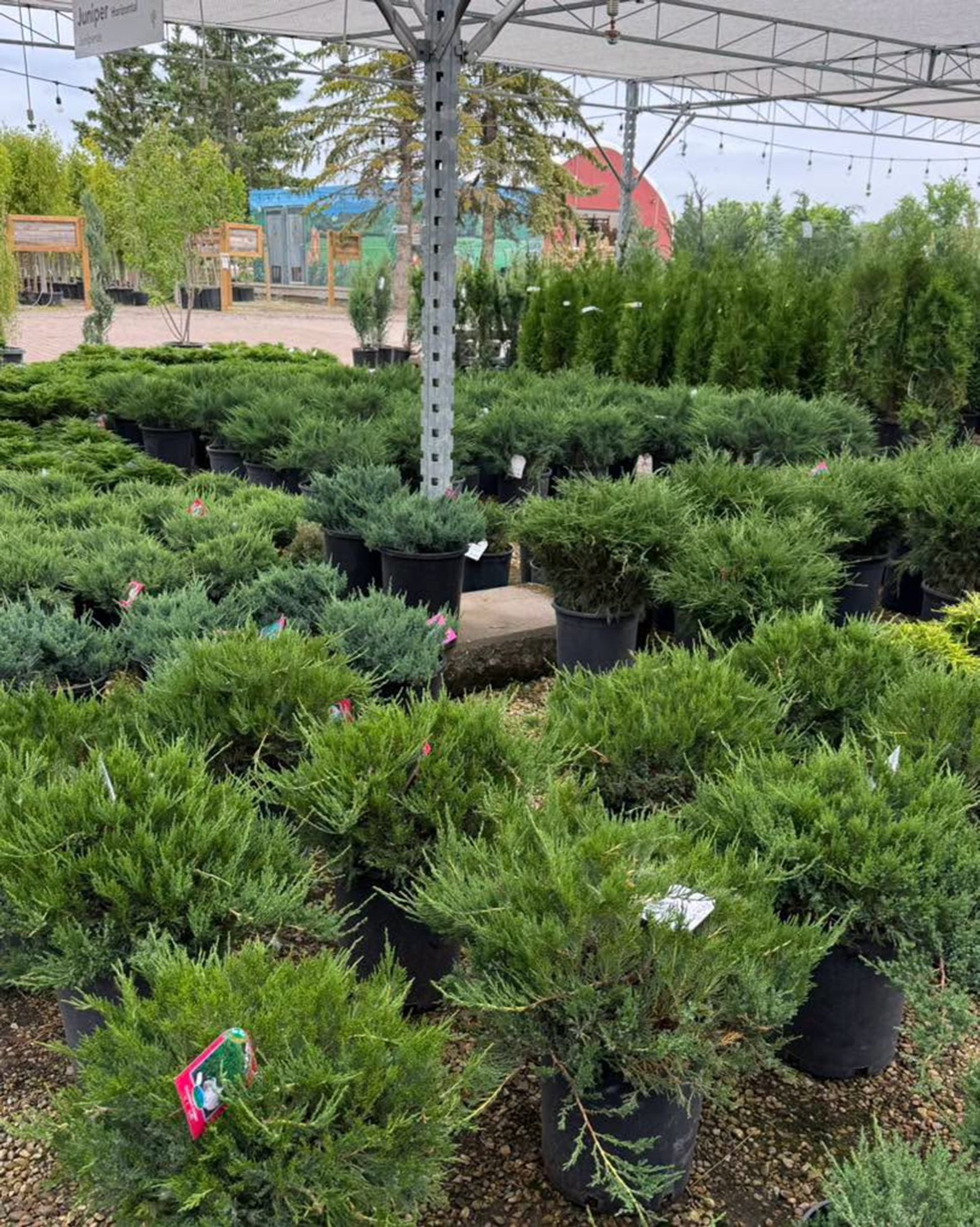 Potted juniper shrubs arranged under a shade canopy at an outdoor garden centre.