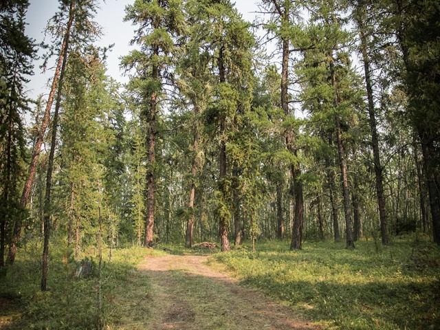 Forest trail winding through tall green trees in Harmon Valley Park.