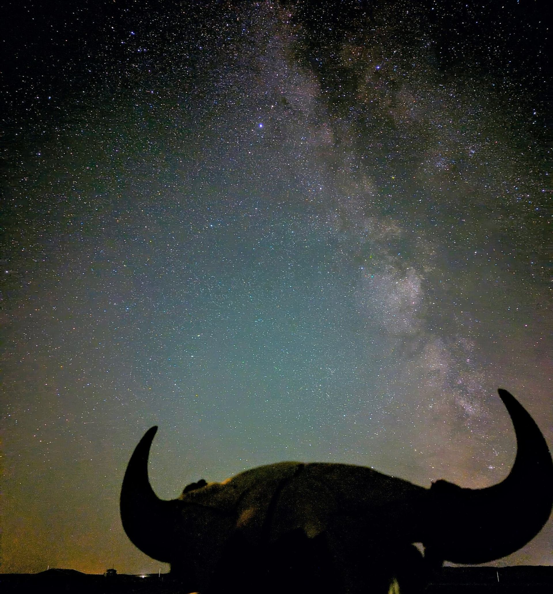 Silhouette of buffalo with curved horns under starry sky and faint Milky Way.