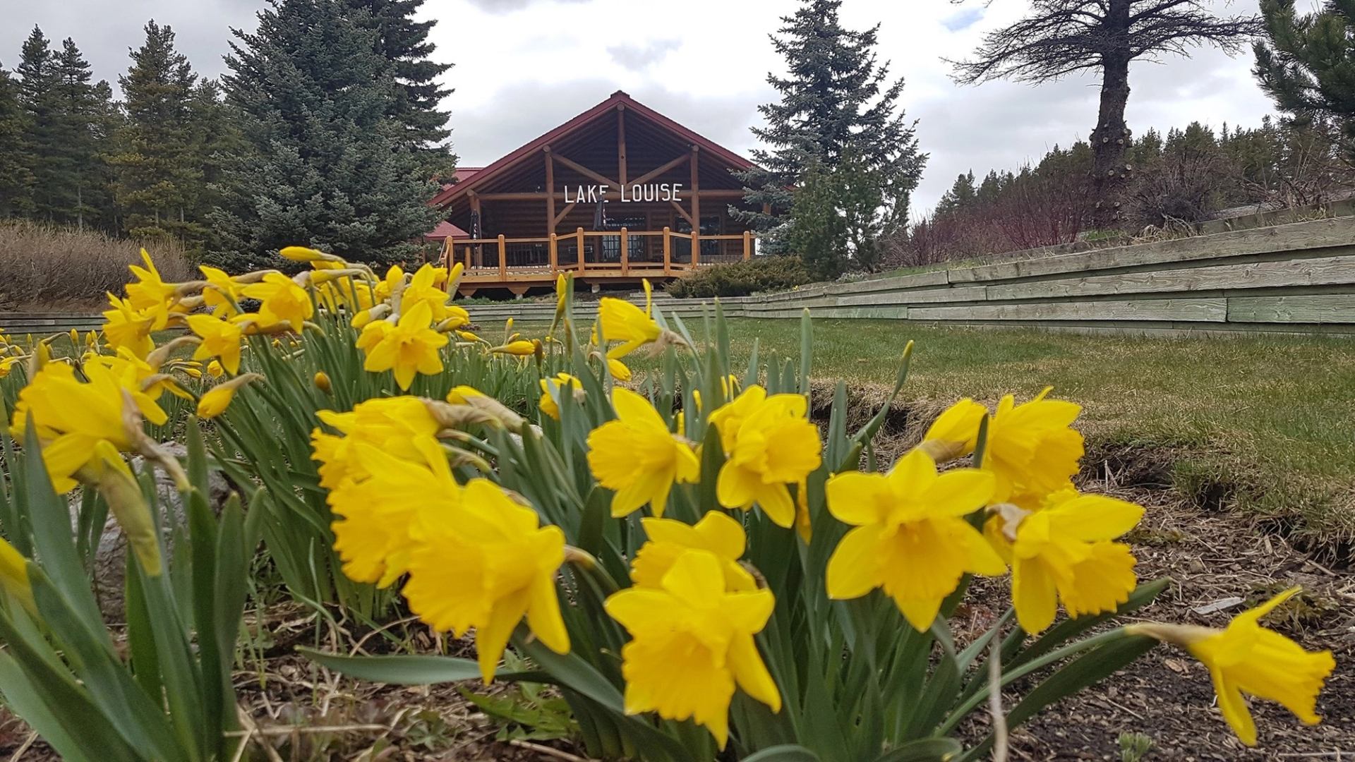 Yellow daffodils in the foreground, with a rustic wooden lodge labeled "Lake Louise" in the background. Tall evergreen trees frame the scene.