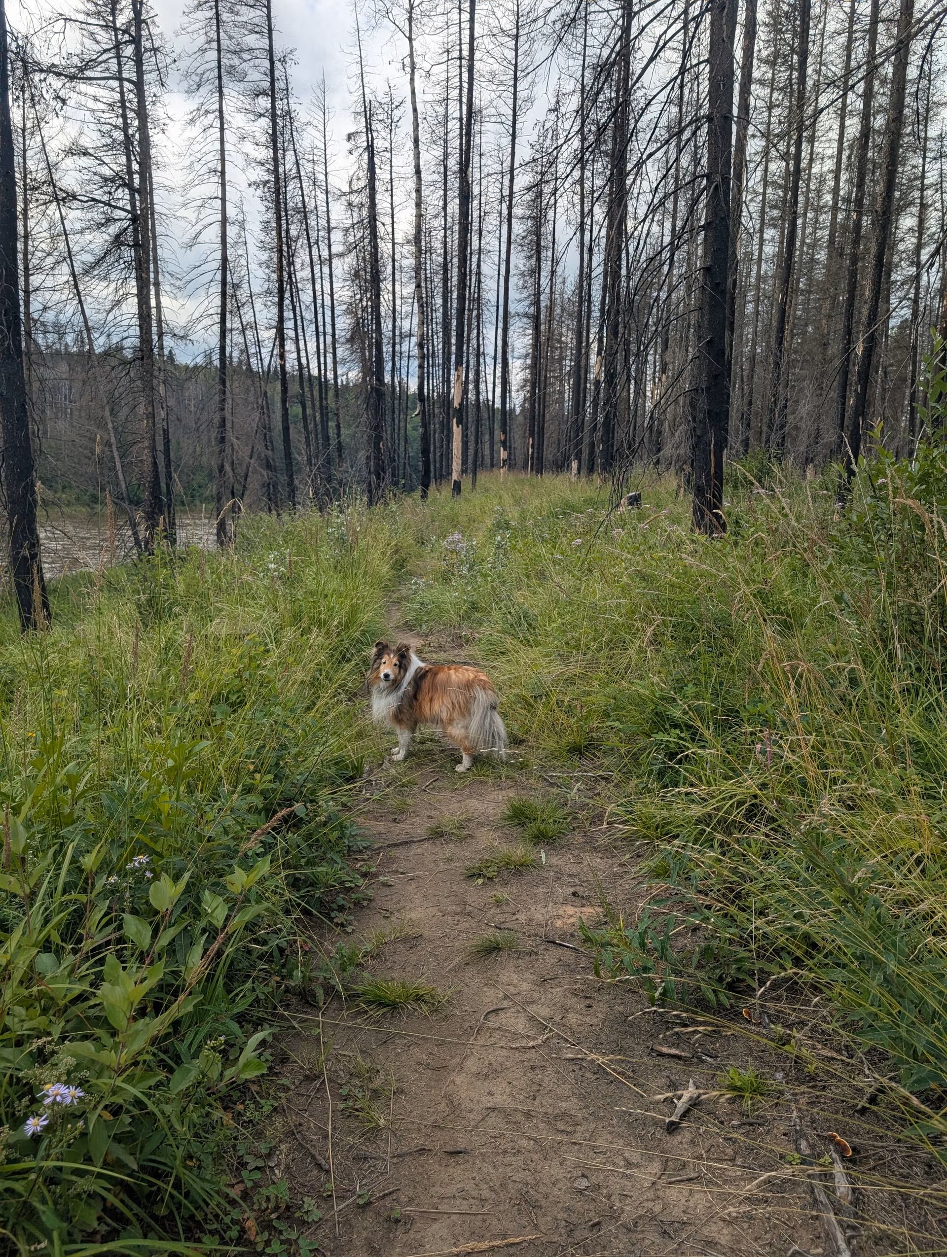 Dog standing on narrow dirt trail through tall grass and burned forest.
