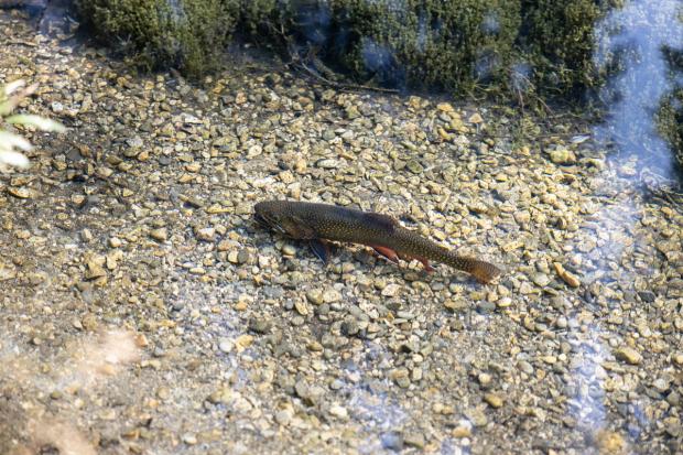 A trout at Raven Brood.