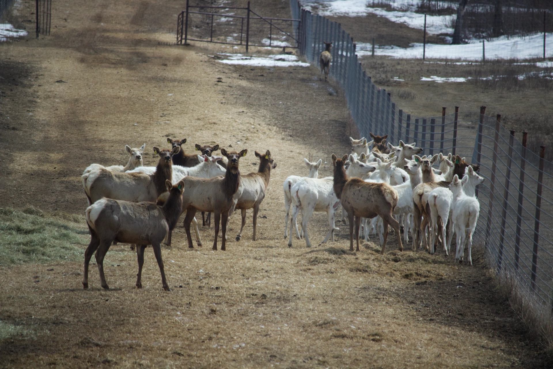 Herd of elk and white deer stand on dirt path beside tall wire fence.