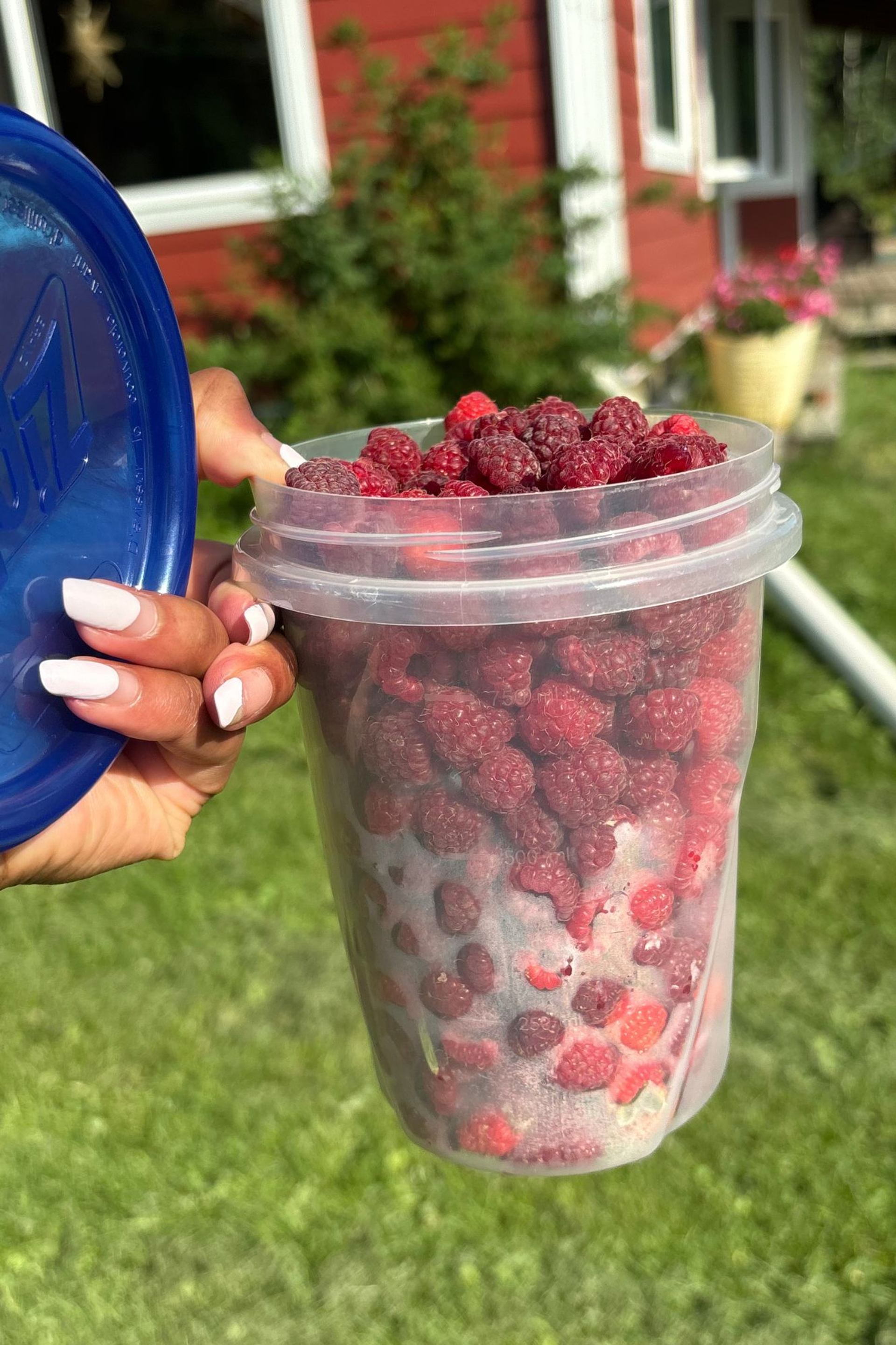 Plastic container filled with raspberries held outdoors near a red house and lawn.