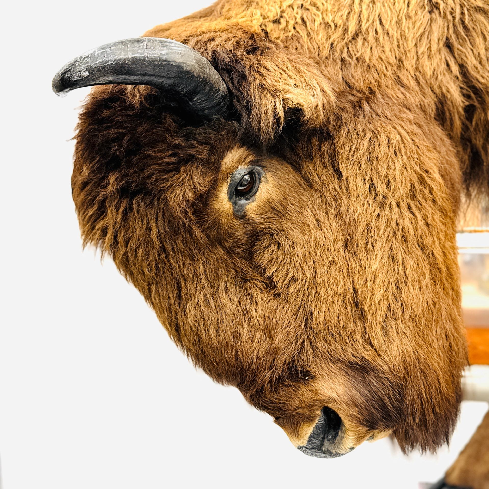 Close-up of a bison head with shaggy brown fur and curved horn against white background.