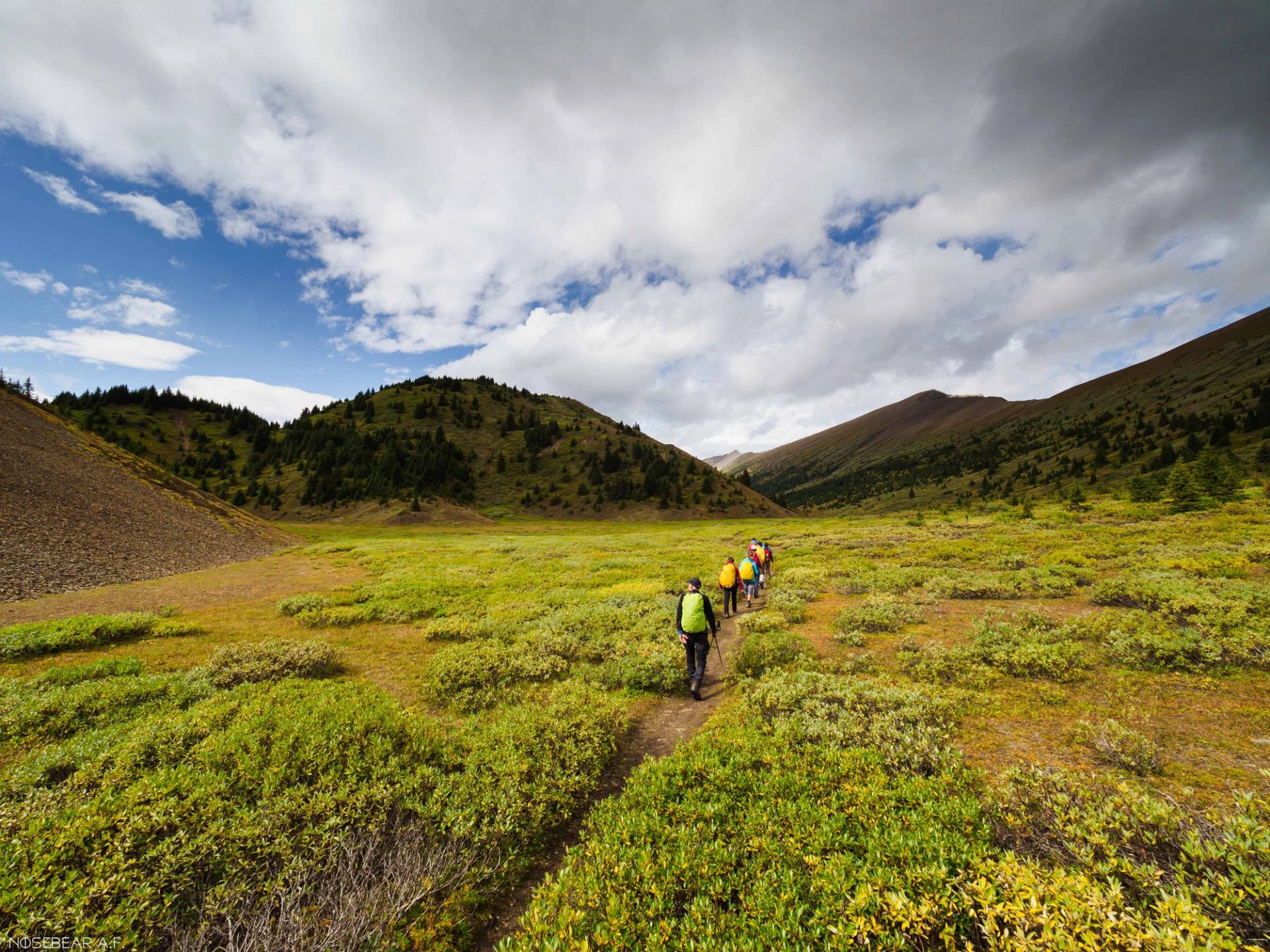 Group of hikers walking in a line in the high alpine of Jasper national park.