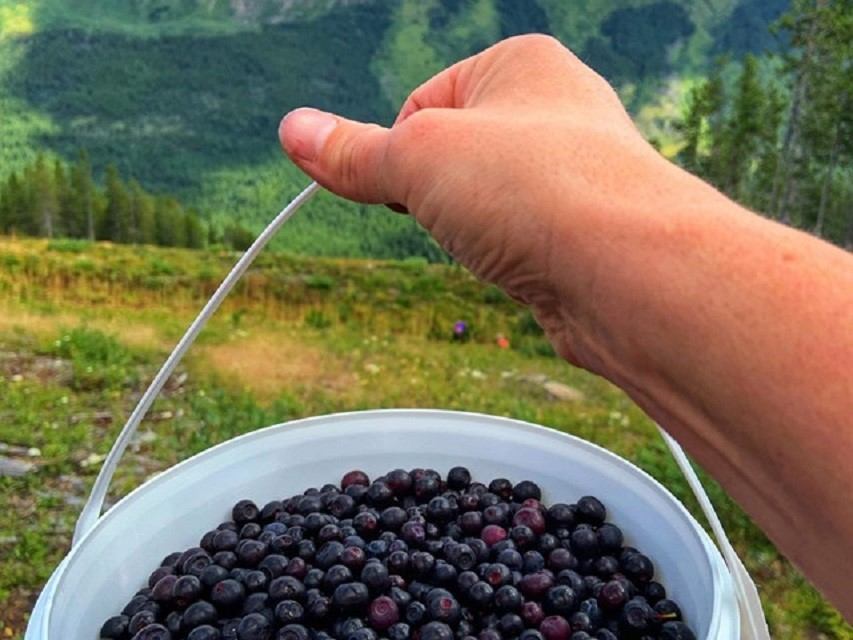 Hand holding a white bucket filled with dark berries in a green mountain meadow.