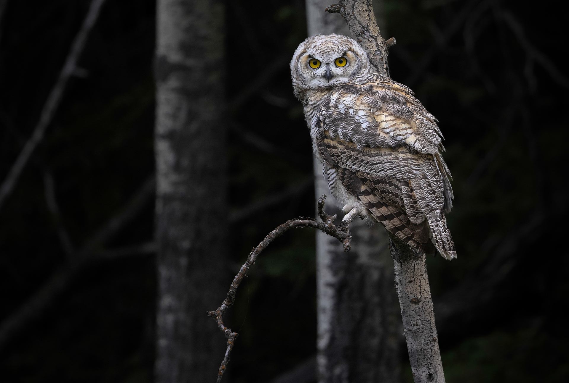 A mottled grey and brown Great Horned Owl with bright yellow eyes perches on a bare tree branch in a dark forest.