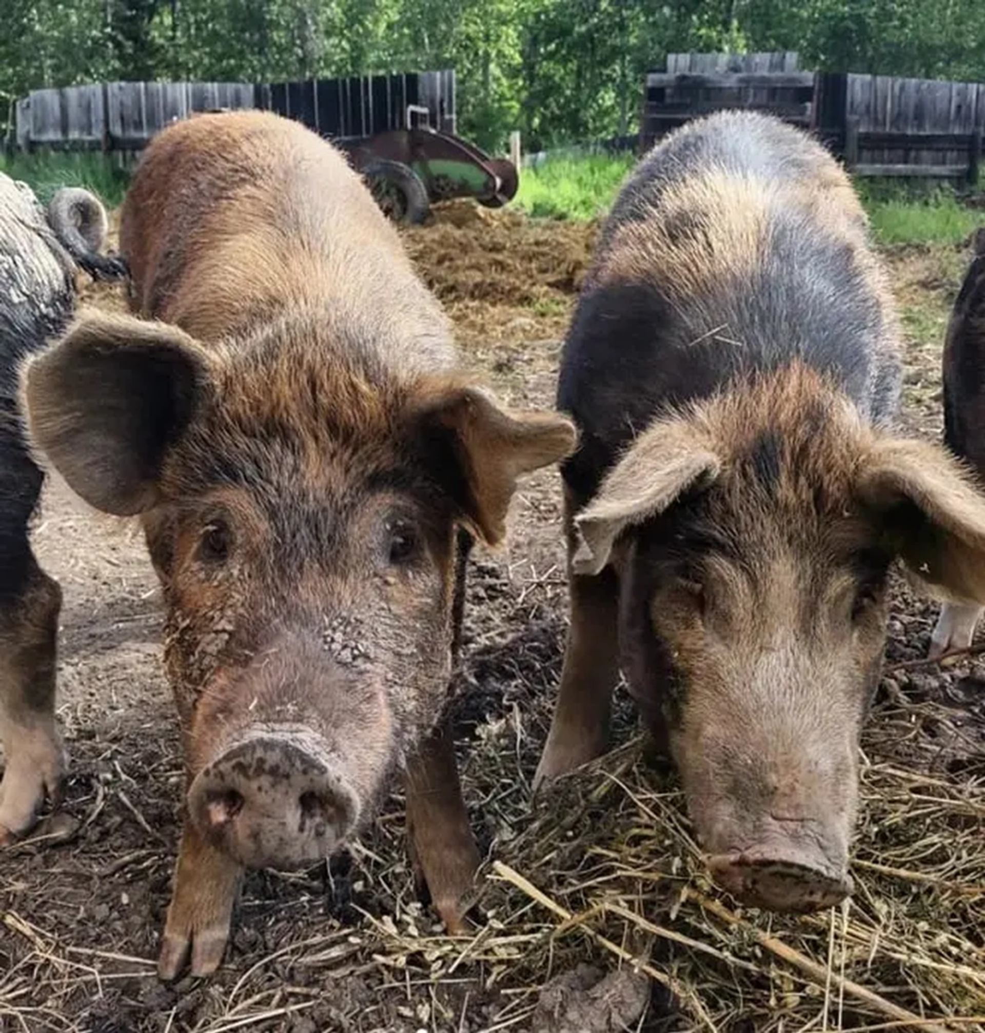 Two muddy pigs stand close together in a farmyard, sniffing straw-covered ground.