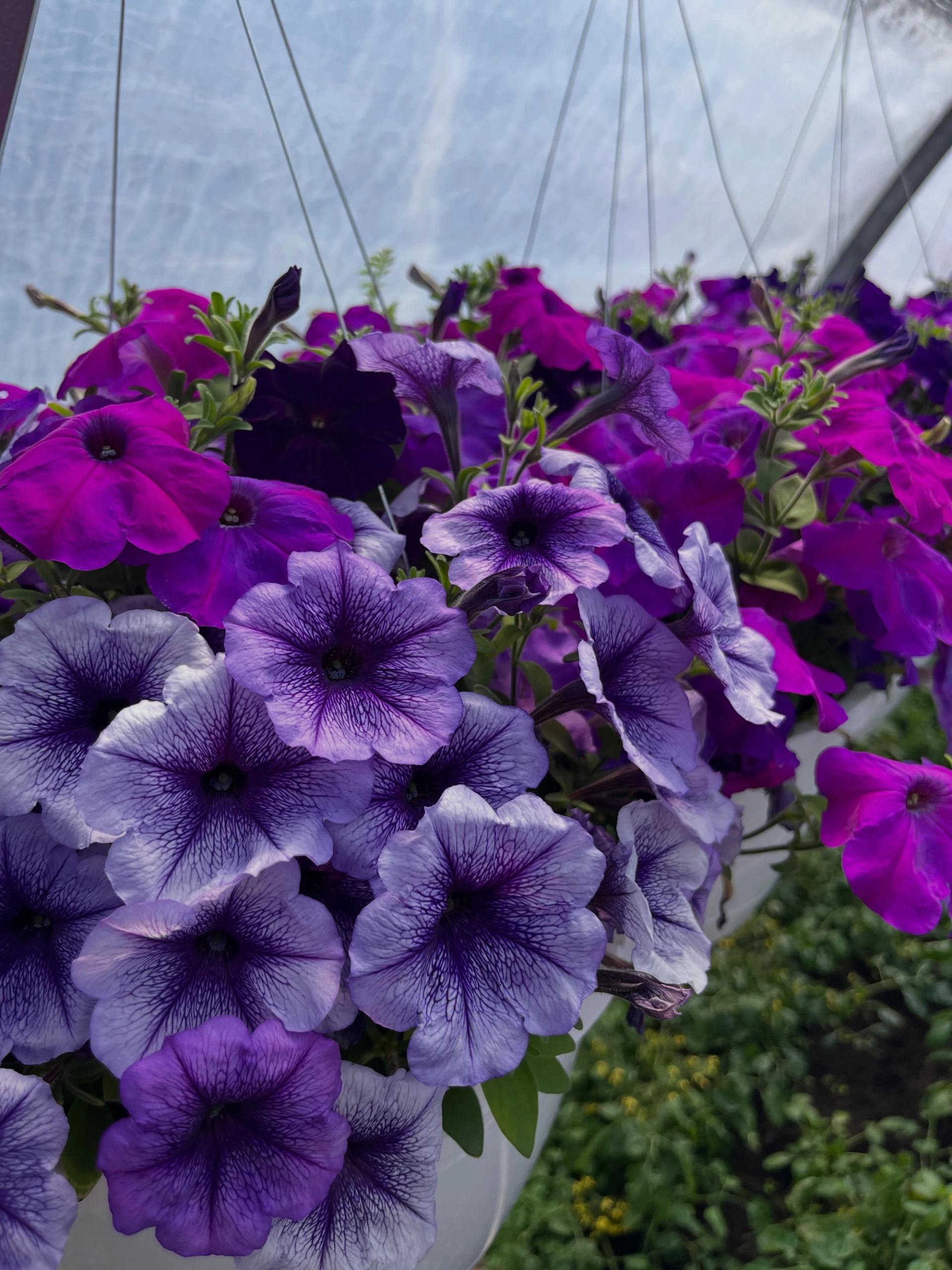 Hanging basket of purple and violet petunias inside a greenhouse structure.