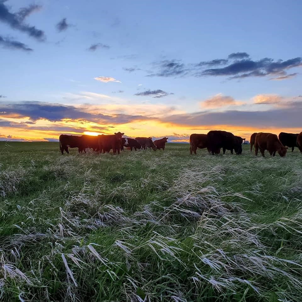 Fishburn Ranch | Canada's Alberta