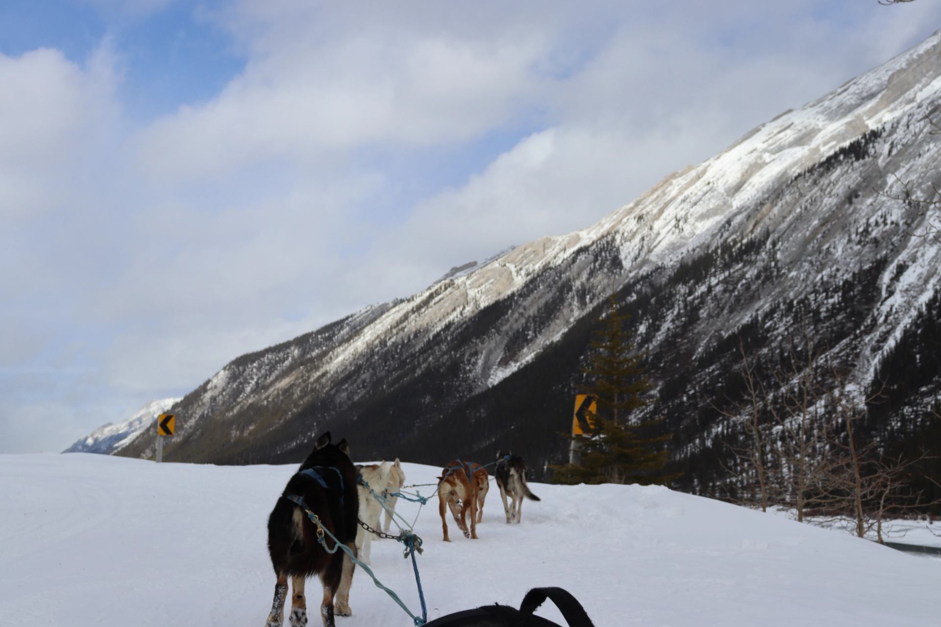 Dog sled team traveling along a snowy mountain road with steep slopes and forested hillsides.