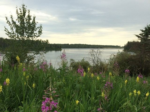 Colorful wildflowers along grassy shore overlooking a calm lake