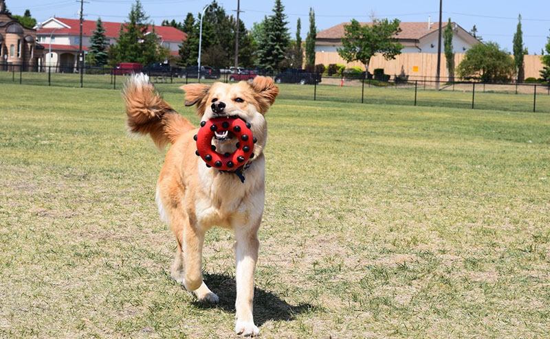 A dog runs across an open grassy area carrying a red toy near Capilano Park's off-leash trail system. Provide your feedback on BizChat