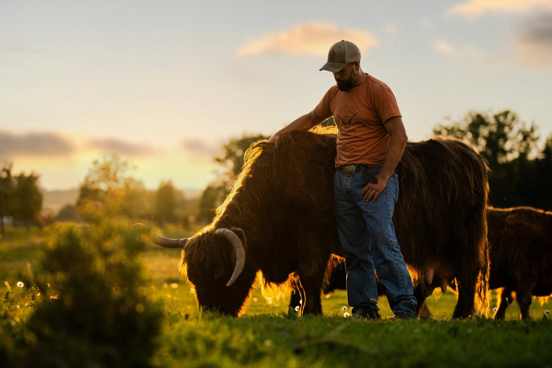 Person standing beside a Highland cow in a sunlit pasture at Hartell Homestead.